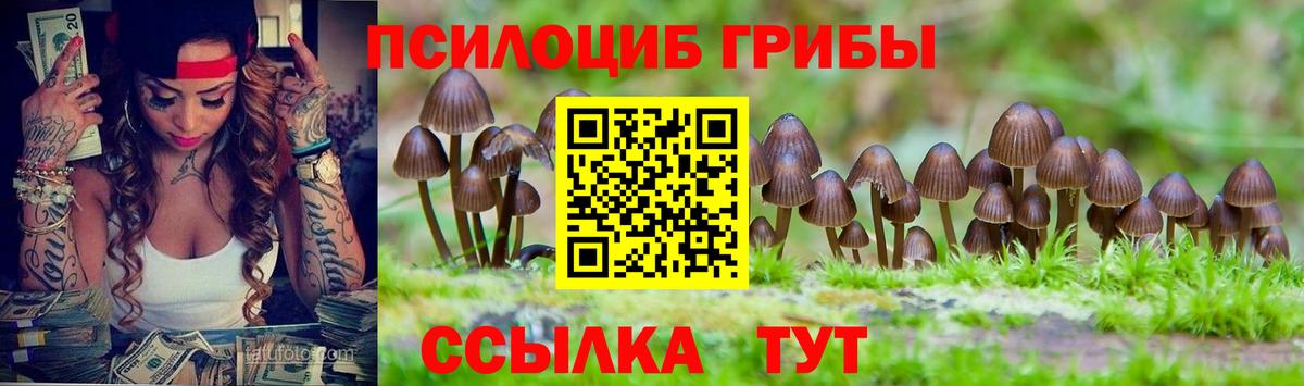 Псилоцибиновые грибы Psilocybe Кольчугино